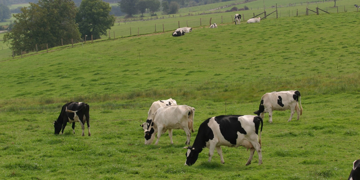 Campaña para potenciar la leche gallega